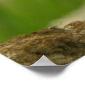 Pipng Plover ポスター (角)