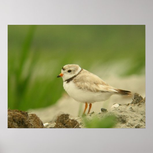Pipng Plover ポスター (正面)