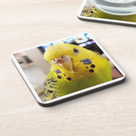 Pipsqueak @chirpythecrazyparkeet Plastic coaster コースター (左側)