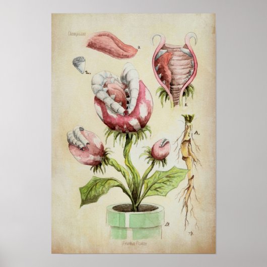 Piranha Plant Botanical Illustration ポスター (正面)