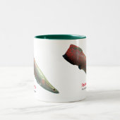 Pirarucu ツートーンマグカップ (中央)