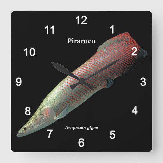 Pirarucu , Arapaima gigas スクエア壁時計 (正面)