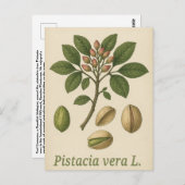 Pistachio vera Postcard ポストカード (正面/裏面)