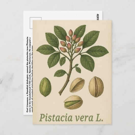 Pistachio vera Postcard ポストカード (正面/裏面)