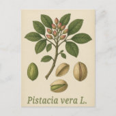 Pistachio vera Postcard ポストカード (正面)
