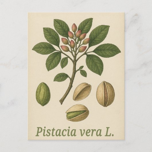Pistachio vera Postcard ポストカード (正面)
