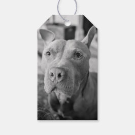 Pit Bull Love Photography  ギフトタグ