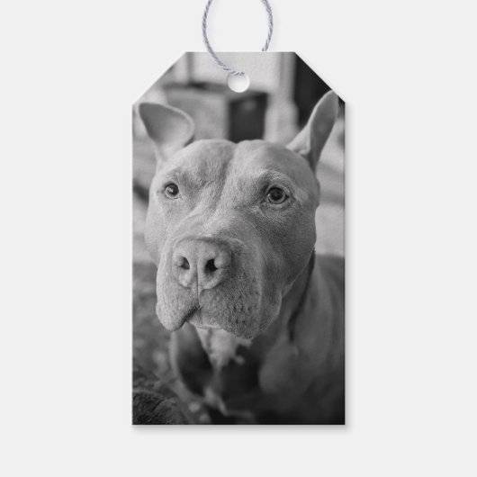 Pit Bull Love Photography ギフトタグ (正面)