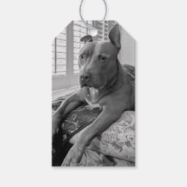 Pit Bull Love Photography  ギフトタグ