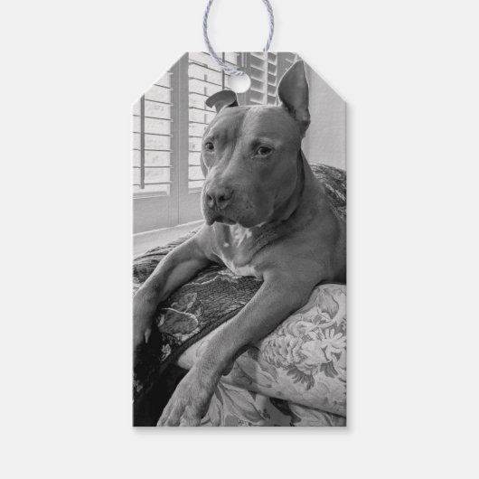 Pit Bull Love Photography ギフトタグ (正面)