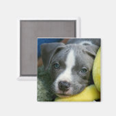 Pit Bull Terrier Pup Magnet - "Mikey" マグネット (正面/裏面)