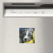 Pit Bull Terrier Pup Magnet - "Mikey" マグネット (インサイチュ (食洗機))
