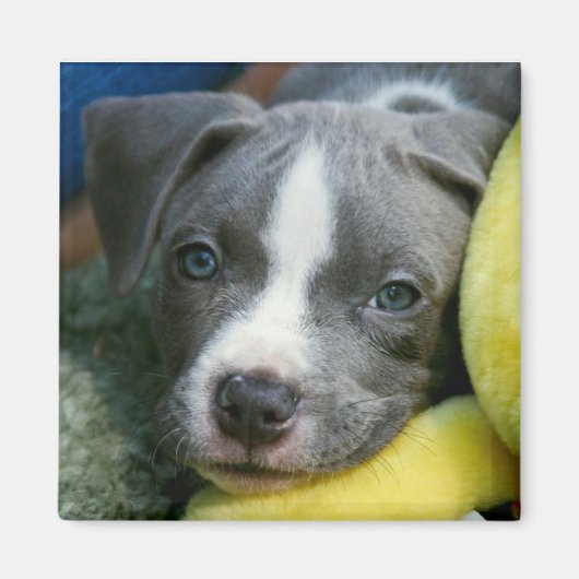 Pit Bull Terrier Pup Magnet - "Mikey" マグネット (正面)