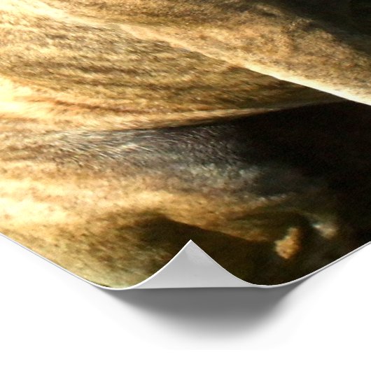 Pitbull canvas print ポスター (角)