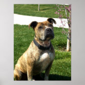 Pitbull canvas print ポスター (正面)