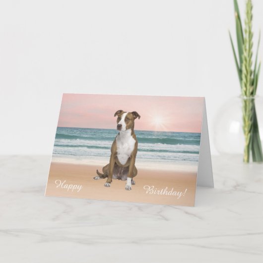 Pitbull Dog Sitting on Beach sunset Birthday カード (正面)