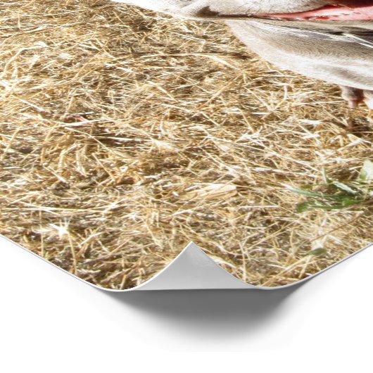 Pitbull Smiling Dog's Love Poster ポスター (角)