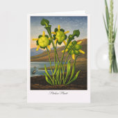 Pitcher Plant — Modern Botanical Reinterpretation カード (正面)
