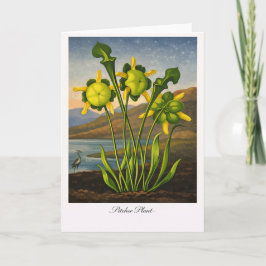 Pitcher Plant — Modern Botanical Reinterpretation カード