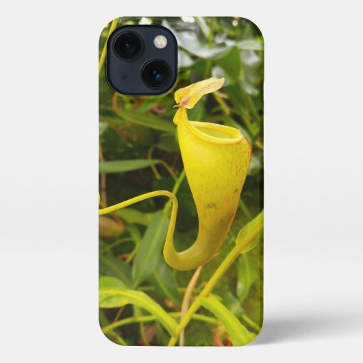 Pitcher Plant Nepenthes Carnivorous Nature Photo iPhoneケース (裏面)