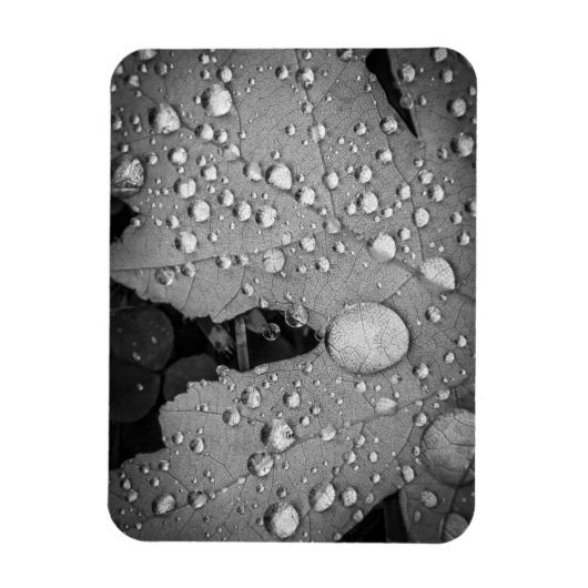 Pitter Patter -- 3インチx 4インチフレキシブルフォトマグネット マグネット (縦)