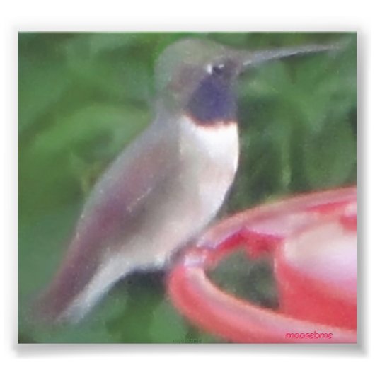 Pixに関連するハミング鳥の写真 フォトプリント (正面)