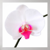PixDezines phalaenopsis dorne/white orchid ポスター (正面)