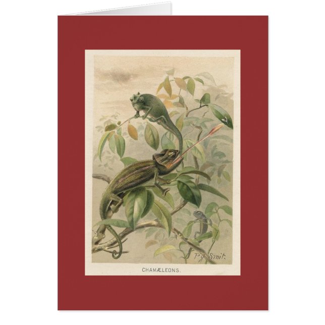 PJスミス-カメレオン (正面)