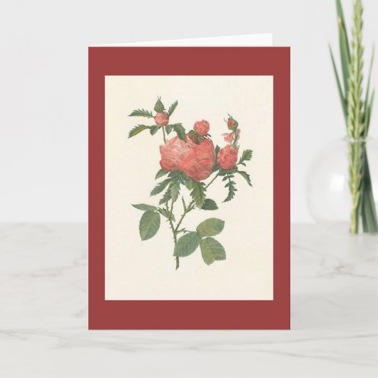 PJ Redoute -ローザのcentifoliaのproliferaのfoliacea カード (正面)