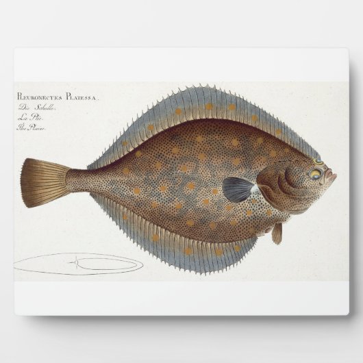 Plaice (Pleuronectes Platesa)プレートXLII ('Icから) フォトプラーク (正面)