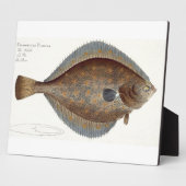Plaice (Pleuronectes Platesa)プレートXLII ('Icから) フォトプラーク (側面)