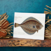 Plaice (Pleuronectes Platesa)プレートXLII ('Icから) フォトプラーク (側面)