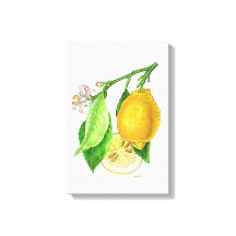 Planche botanique : citron « Limonier ferraris »