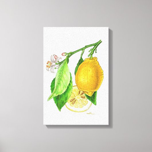 Planche botanique : citron « Limonier ferraris » キャンバスプリント (正面)