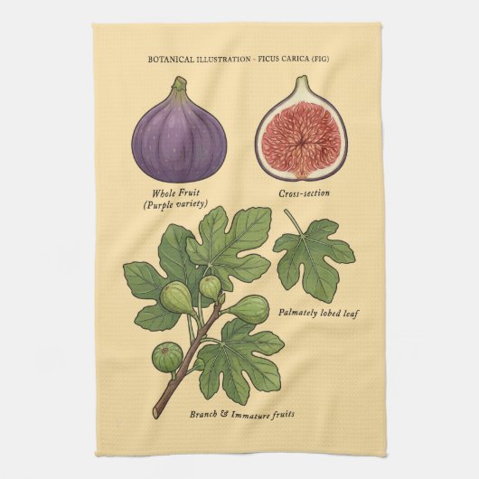 Planche Botanique Figue Ficus Carica キッチンタオル (縦)