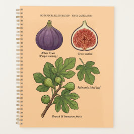 Planche Botanique Figue Ficus Carica プランナー手帳