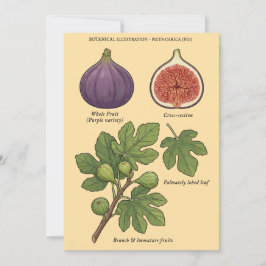 Planche Botanique Figue Ficus Carica 招待状