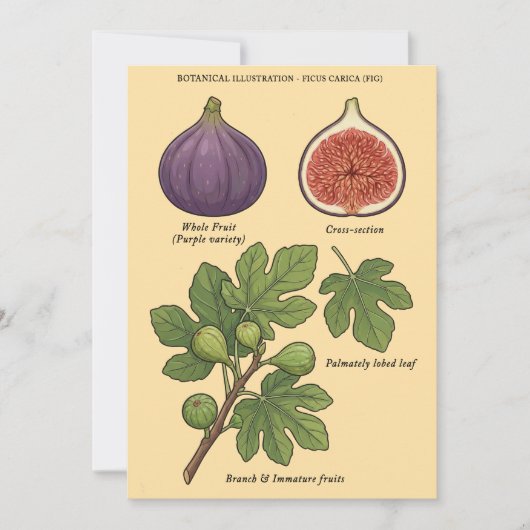 Planche Botanique Figue Ficus Carica 招待状 (正面)