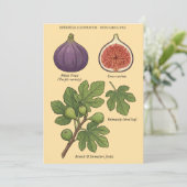 Planche Botanique Figue Ficus Carica 招待状 (スタンド正面)