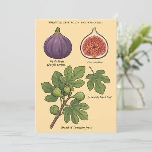 Planche Botanique Figue Ficus Carica  招待状 (スタンド正面)