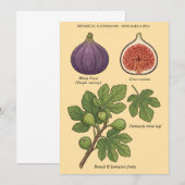 Planche Botanique Figue Ficus Carica 招待状 (正面/裏面)