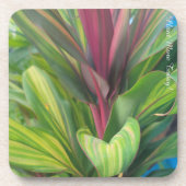 Plant More コースター (正面)