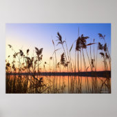 Plant Silhouette by Lakeside sunset ポスター (正面)