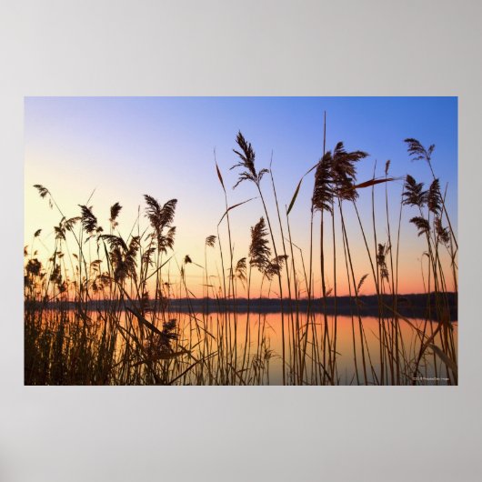 Plant Silhouette by Lakeside sunset ポスター (正面)