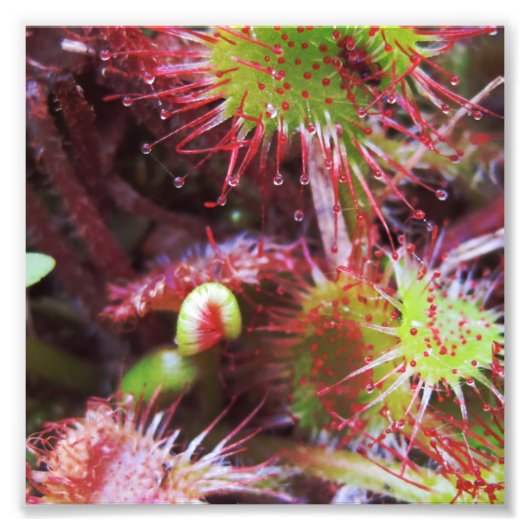 Plante Drosera rotundifolia フォトプリント (正面)