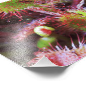 Plante Drosera rotundifolia フォトプリント (角)