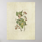 Plate 123 | Black & Yellow Warblers ポスター (正面)