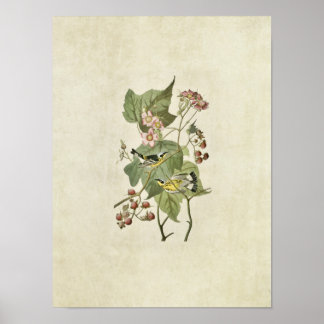 Plate 123 | Black & Yellow Warblers ポスター