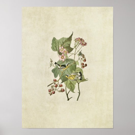 Plate 123 | Black & Yellow Warblers ポスター (正面)