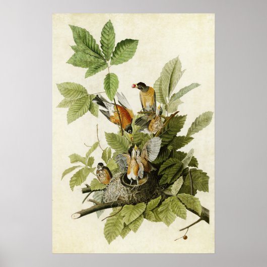 Plate 131 | American Robin | Birds of America ポスター (正面)